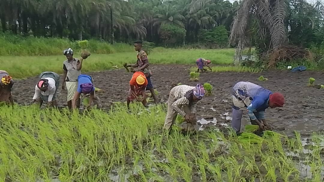 Agricultural livelihoods